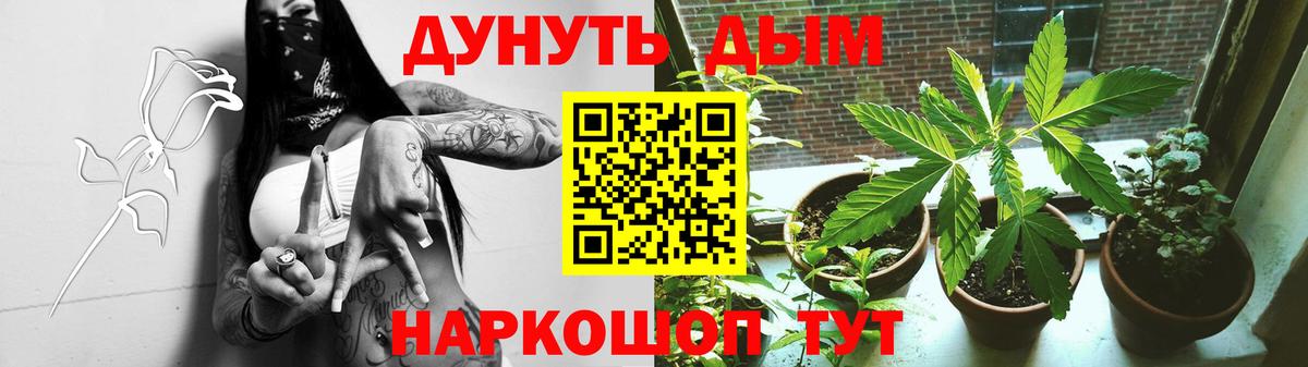 Конопля сатива Дубна